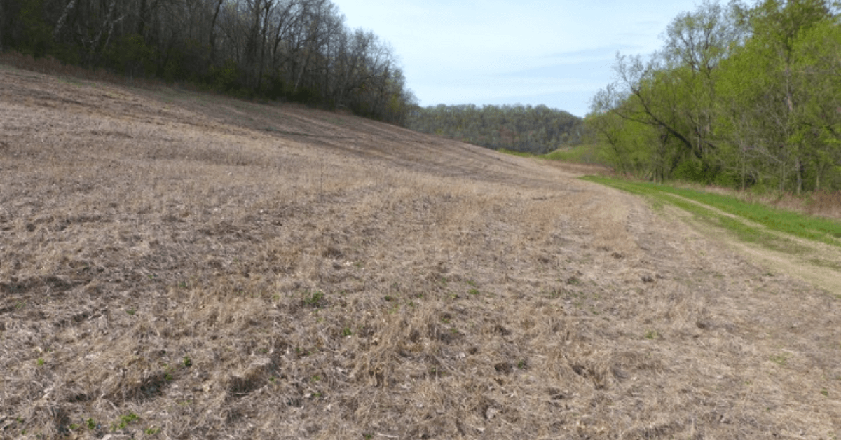Dealing With Dry Weather Food Plots Featured Image